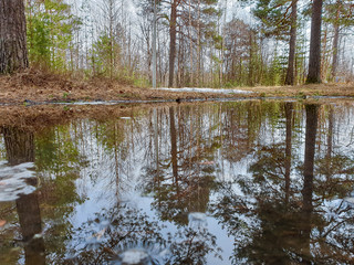 Spring in the North. Jags. Severodvinsk. Unique pine forest.