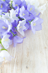 blue bell flowers on wooden surface