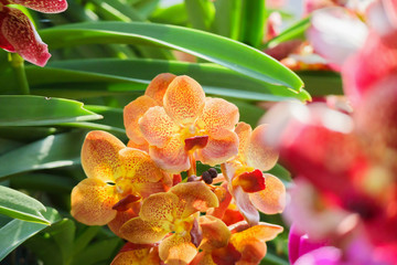 Beautiful vanda orchid flower blooming in garden floral background