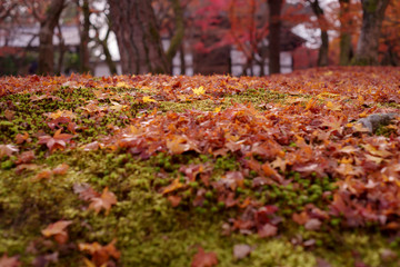苔むした地面の上の落葉　秋・紅葉イメージ