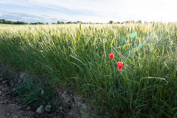 Two wild red poppy flowers blooming in a field of green wheat
