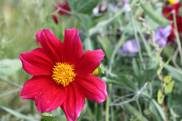 Obraz premium Red annual dahlia in summer garden