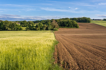Divided fallow land and field of wheat - obrazy, fototapety, plakaty