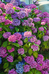 Bush of purple and pink hydrangea on summer drought