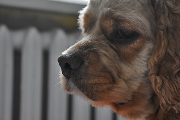 portrait of a Cocker Spaniel dog on a bright Sunny background