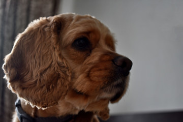 portrait of a Cocker Spaniel dog on a bright Sunny background