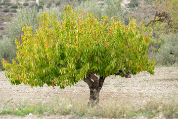 Cherry tree with flowers