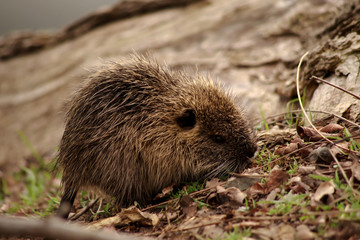 ヌートリアの子供