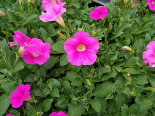 Petunia 'Shock Wave Rose'