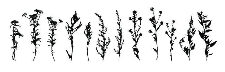 Field grass black silhouettes. Decorative grass isolated elements on a white background. Suitable for design postcards, patterns. Stock vector illustration.