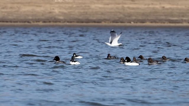 The common goldeneye (Bucephala clangula) is a medium-sized sea duck of the genus Bucephala, the goldeneyes.