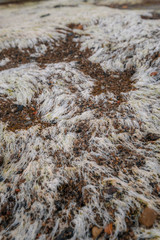 Texture of seaweed and rocks in the coast for wallpaper