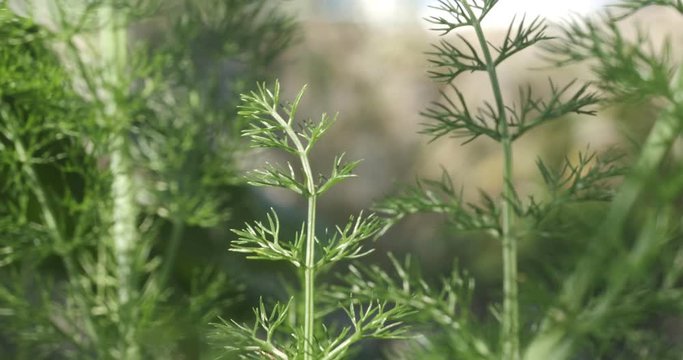 Wild fennel leaves. Edible aromatic plant with fragrant leaves.