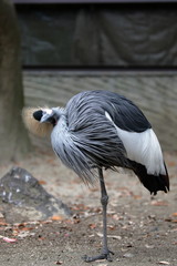 ホオジロカンムリヅル