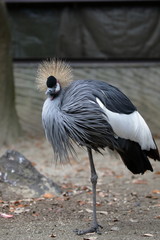 ホオジロカンムリヅル