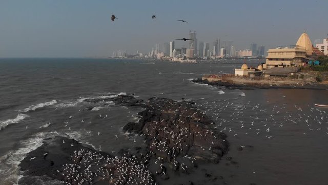 Flock of birds taking off a rock on the coast of Mumbai