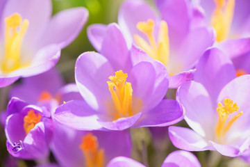 Beautiful crocus flower close-up. Early spring plants.