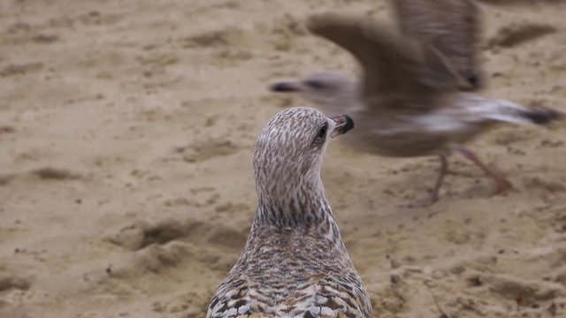 Close up shot of Seagull's head with sandy beach of Baltic Sea in the background