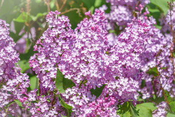 Pink Blooming Lilac Flowers