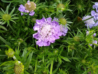 Obraz premium Scabiosa 'Kingfisher Blue'