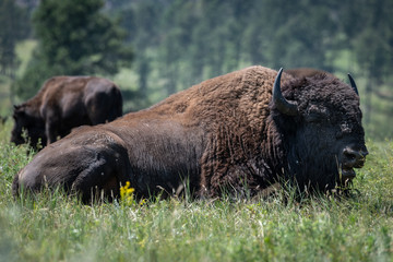 Fototapeta premium bisonte americano