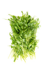 Closeup on microgreens for healthy dieting meals. Vegetarian super foods. Cut out beans foliage for salad.