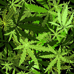 Vector seamless pattern with green cannabis leaves, hand-drawn. Medicinal hemp, can be used for labels or advertising. Vector eps10
