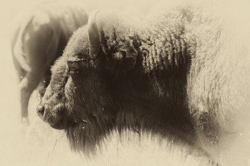 bisonte americano