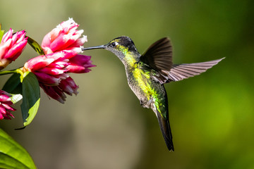 Blue hummingbird Violet Sabrewing flying next to beautiful red flower. Tinny bird fly in jungle. Wildlife in tropic Costa Rica. Two bird sucking nectar from bloom in the forest. Bird behaviour