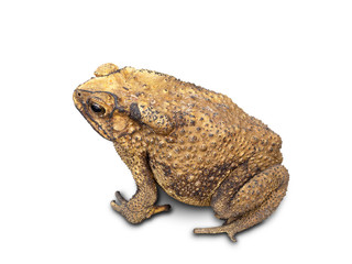 Asian Toad on white background. (clipping path)