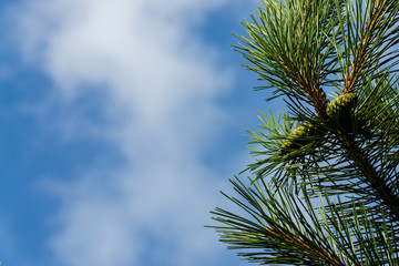 Young cones on branch of Austrian pine or black pine on blurred background of blue sky. Selective focus. Beautiful long needles and bokeh. Nature concept for design.