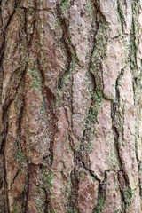 bark