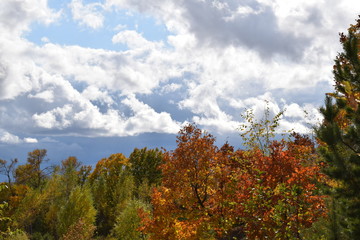 tree in autumn