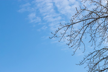 leafless tree branches against the blue sky