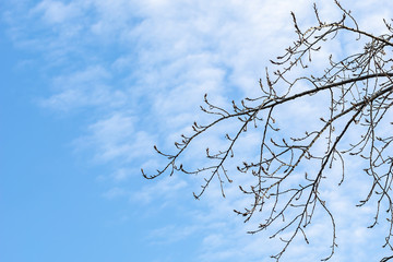 leafless tree branches against the blue sky