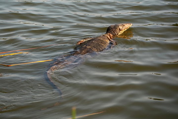 Back view of a monitor Lizard, Varanus timorensis is swimming in the river in sunny day . Animal and wildlife concept. Soft focus.