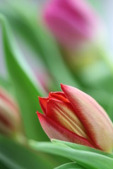 Naklejka premium tulipan macro