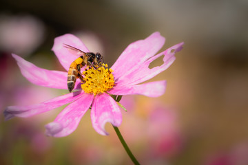bee or honeybee sitting on a pink daisy flower collecting nectar