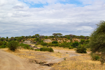 Landscape of the savanna of Tarangire National Park, in Tanzania, with a herd of elephants at the...