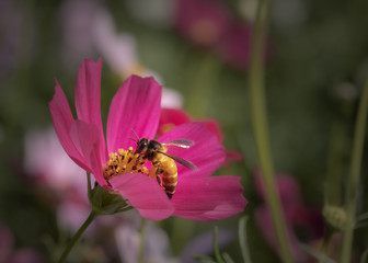 bee or honeybee sitting on a pink daisy flower collecting nectar