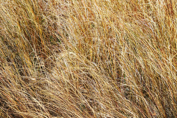 field of dried grass