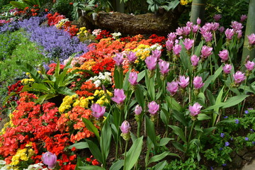 Fototapeta na wymiar Summer Flower Garden, Beautiful flora garden, Colorful flower garden