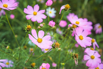 Beautiful purple cosmos flowers