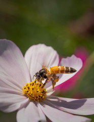 bee or honeybee sitting on a white daisy flower collecting nectar