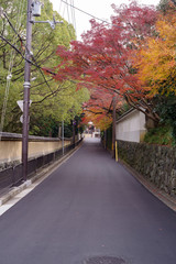 Fototapeta na wymiar 京都・秋の道