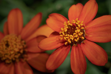 Landscape view of Vibrant Orange Zinnia flowers