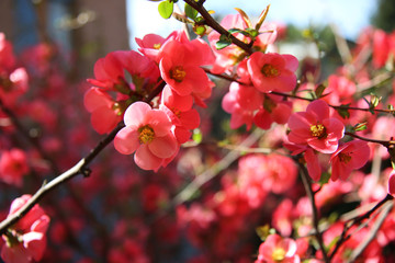 Fototapeta premium La primavera è arrivata! Arbusto con fiori di pesco appena sbocciati, primo piano
