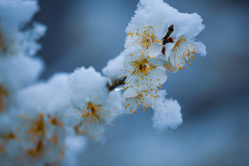梅の花に雪