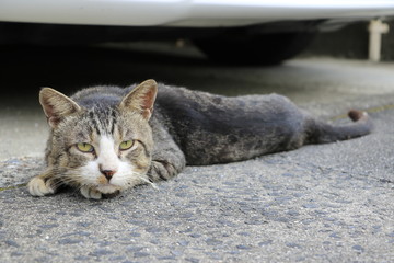 しゃがんで睨む猫