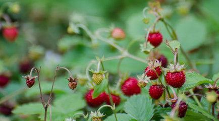 Walderdbeeren